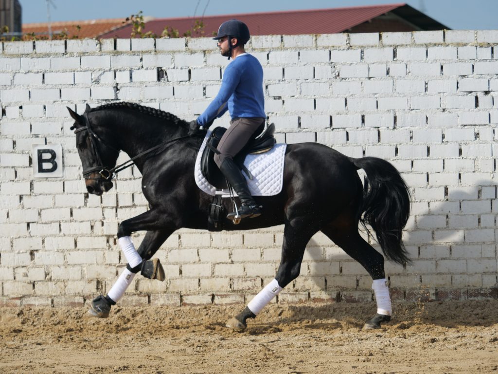 ANDALUSIAN HORSE