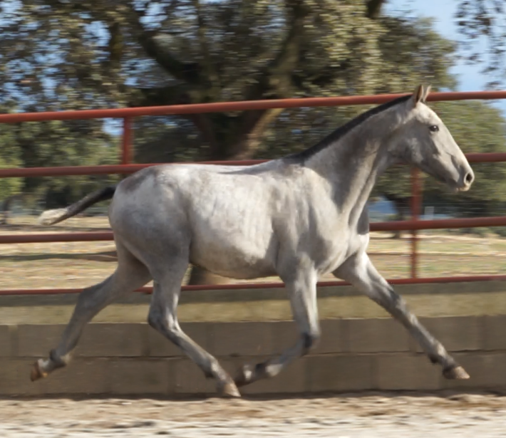 PRE grey foal with good movements