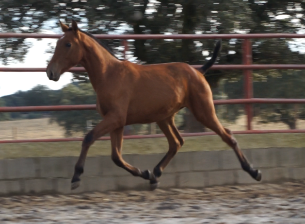 10 months bay PRE andalusian filly for sale