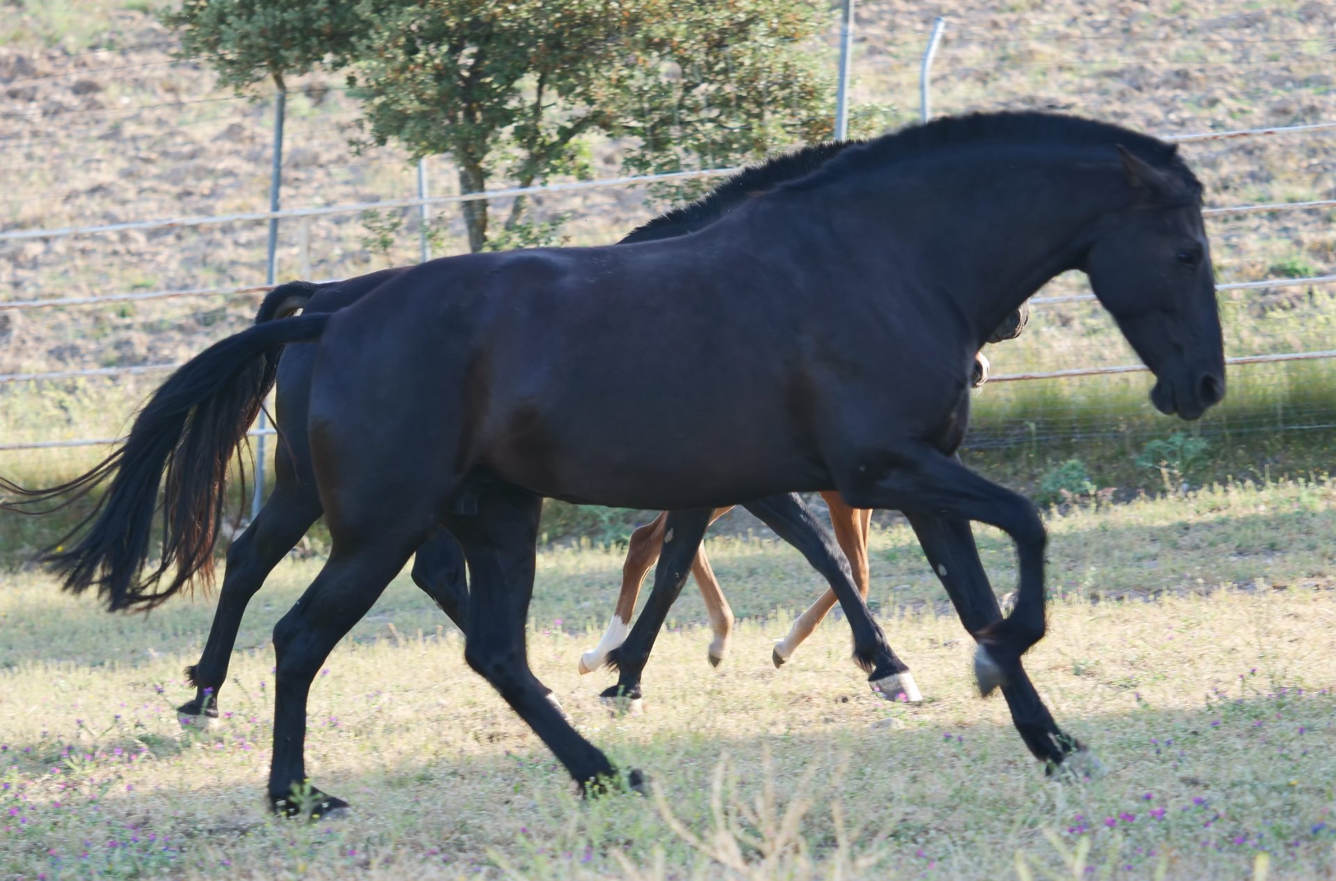 Black PRE mare – For sale