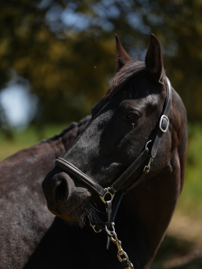 black mare for sale