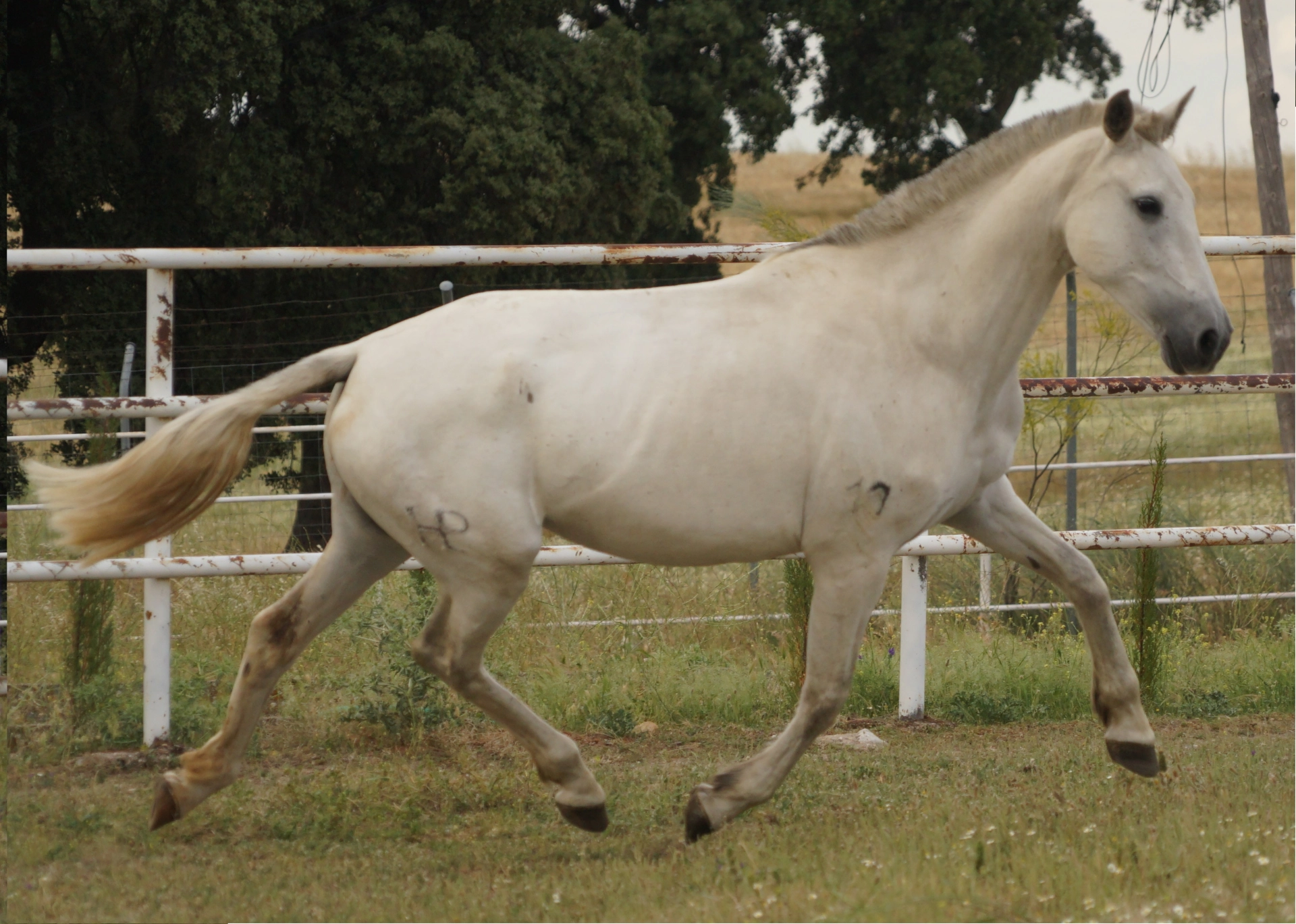 White PRE mare – For sale